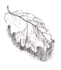 drawing of oak leaf