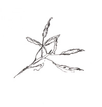 drawing of leaf